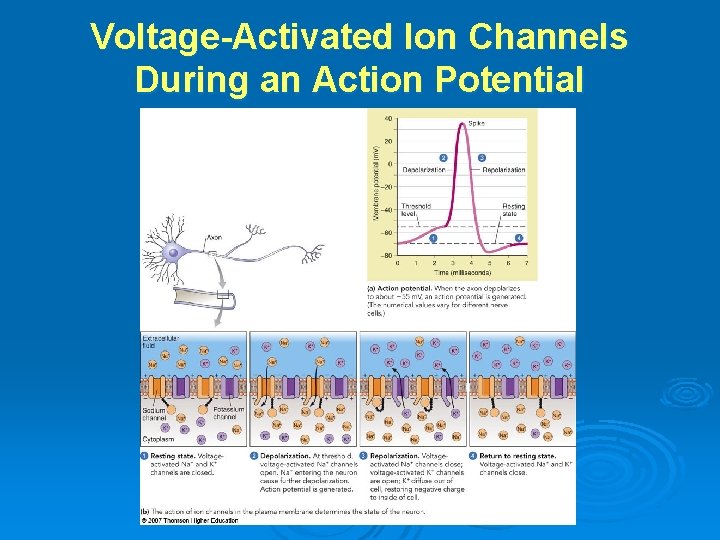 Voltage-Activated Ion Channels During an Action Potential 