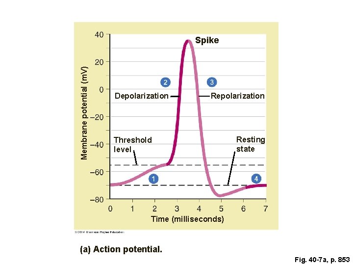 Membrane potential (m. V) Spike Depolarization Repolarization Threshold level Resting state Time (milliseconds) (a)