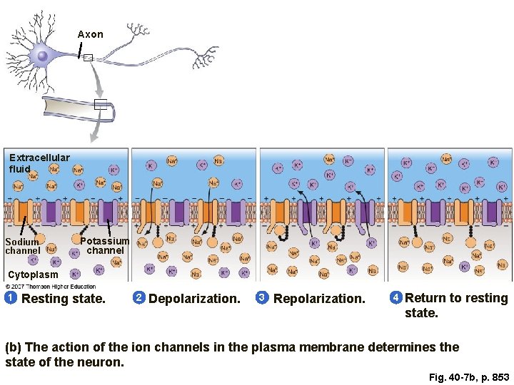Axon Extracellular fluid Sodium channel Potassium channel Cytoplasm 1 Resting state. 2 Depolarization. 3