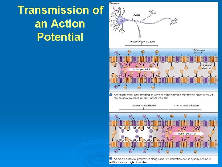 Transmission of an Action Potential 