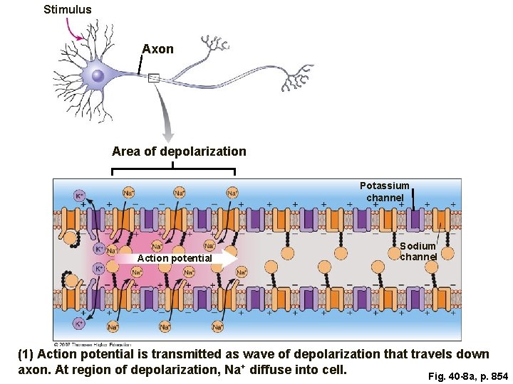Stimulus Axon Area of depolarization Potassium channel Action potential Sodium channel (1) Action potential