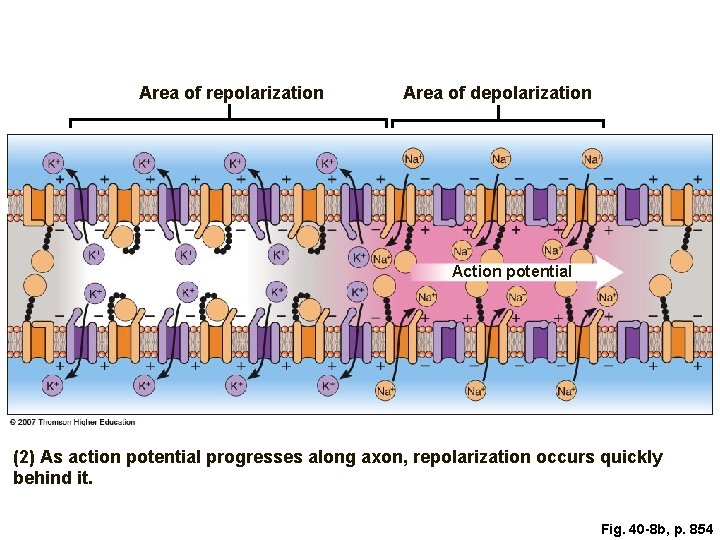 Area of repolarization Area of depolarization Action potential (2) As action potential progresses along
