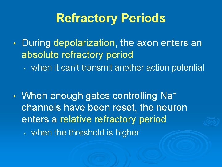 Refractory Periods • During depolarization, the axon enters an absolute refractory period • •