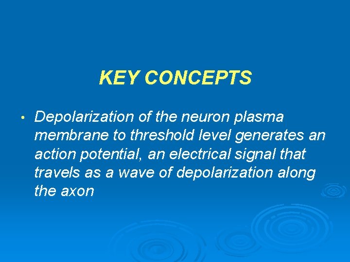 KEY CONCEPTS • Depolarization of the neuron plasma membrane to threshold level generates an