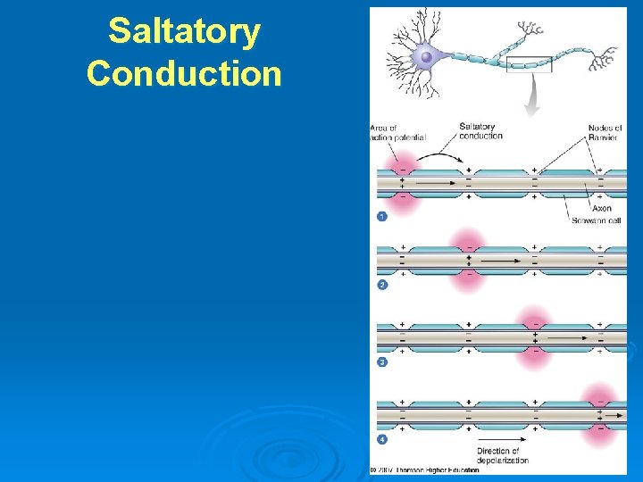 Saltatory Conduction 