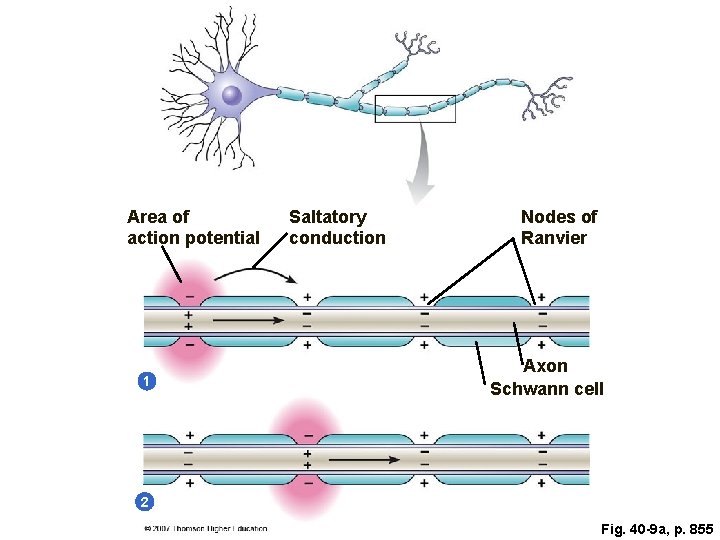Area of action potential 1 Saltatory conduction Nodes of Ranvier Axon Schwann cell 2