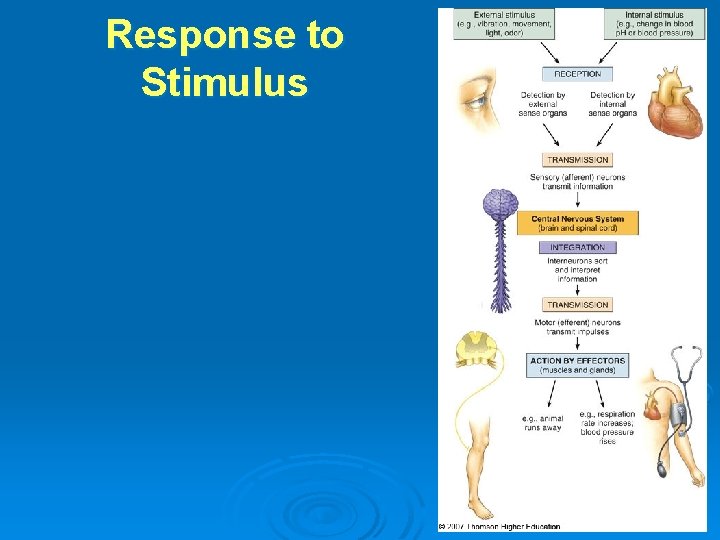 Response to Stimulus 