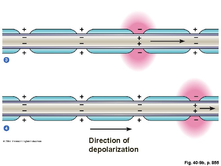 3 4 Direction of depolarization Fig. 40 -9 b, p. 855 