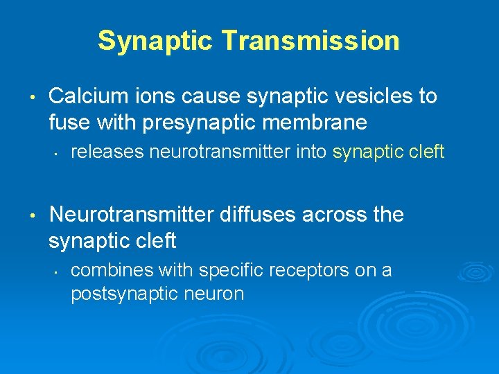 Synaptic Transmission • Calcium ions cause synaptic vesicles to fuse with presynaptic membrane •