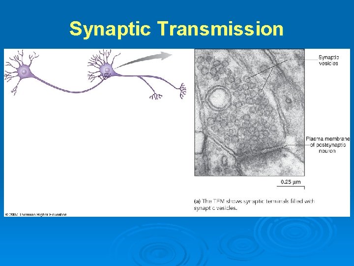 Synaptic Transmission 
