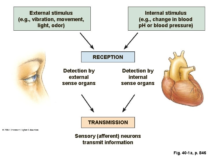 External stimulus (e. g. , vibration, movement, light, odor) Internal stimulus (e. g. ,