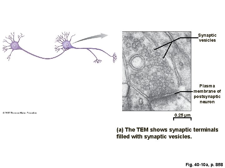 Synaptic vesicles Plasma membrane of postsynaptic neuron 0. 25 µm (a) The TEM shows