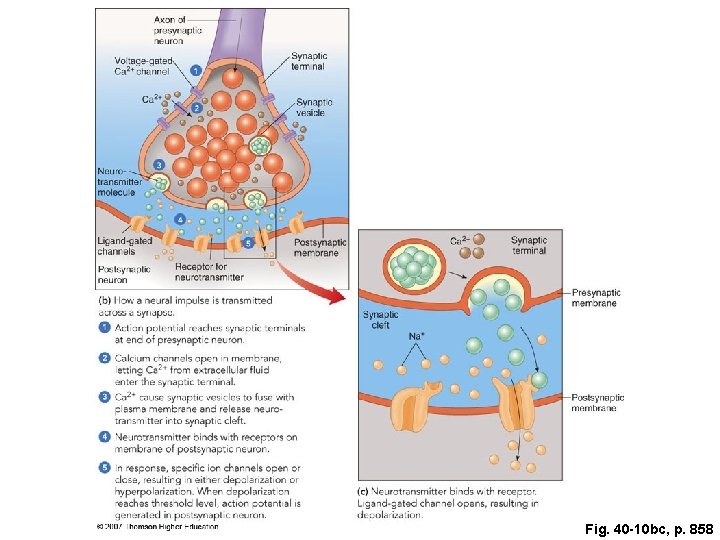 Fig. 40 -10 bc, p. 858 