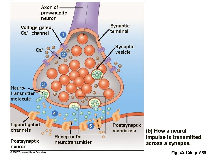 Axon of presynaptic neuron Voltage-gated Ca 2+ channel 1 Ca 2+ Neurotransmitter molecule Synaptic