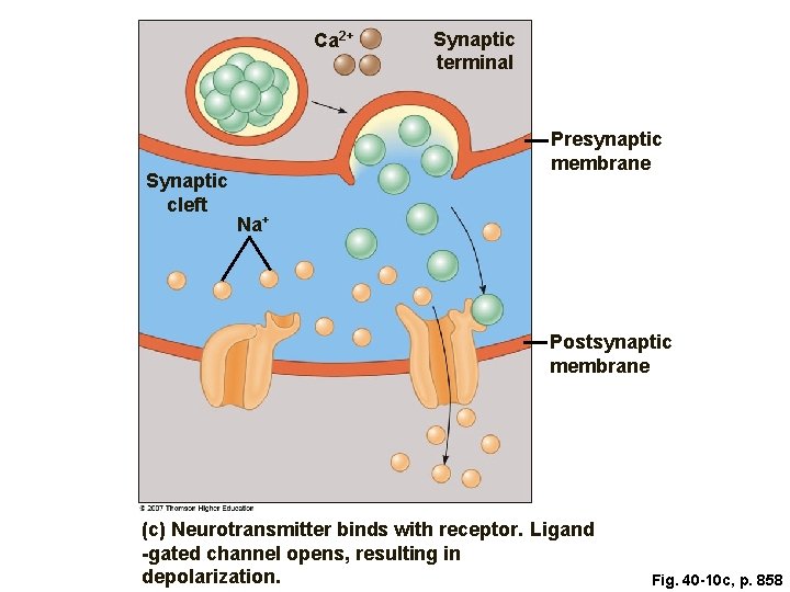 Ca 2+ Synaptic cleft Synaptic terminal Presynaptic membrane Na+ Postsynaptic membrane (c) Neurotransmitter binds