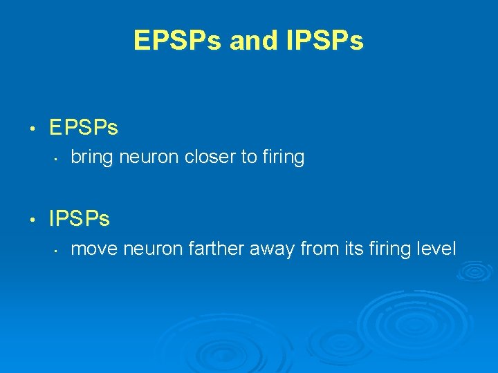 EPSPs and IPSPs • EPSPs • • bring neuron closer to firing IPSPs •