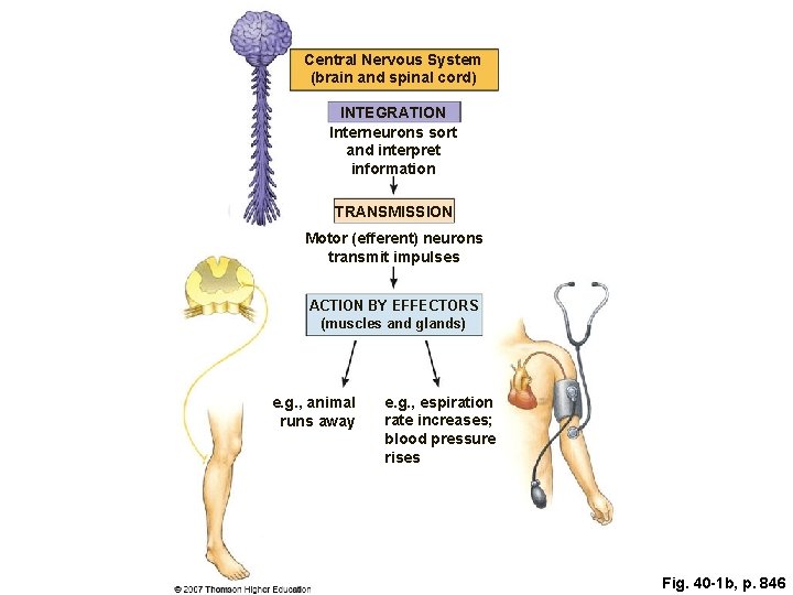Central Nervous System (brain and spinal cord) INTEGRATION Interneurons sort and interpret information TRANSMISSION