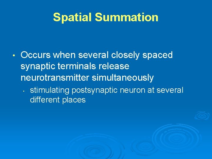 Spatial Summation • Occurs when several closely spaced synaptic terminals release neurotransmitter simultaneously •