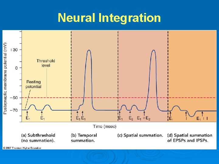 Neural Integration 