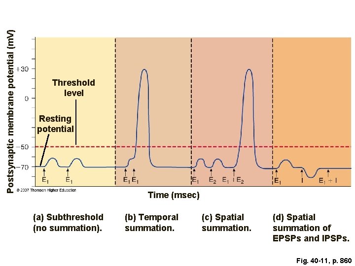 Postsynaptic membrane potential (m. V) Threshold level Resting potential Time (msec) (a) Subthreshold (no
