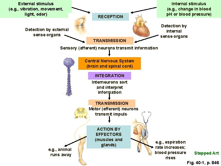 External stimulus (e. g. , vibration, movement, light, odor) Internal stimulus (e. g. ,
