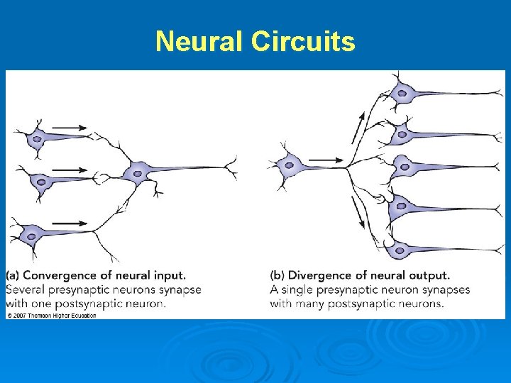Neural Circuits 
