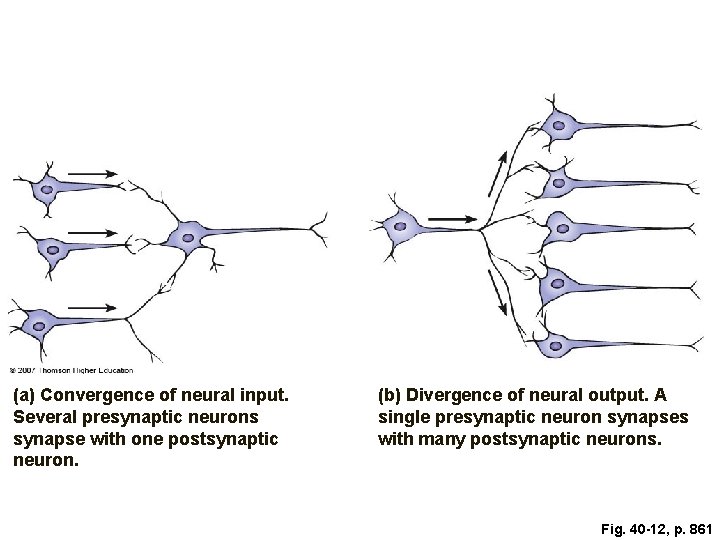 (a) Convergence of neural input. Several presynaptic neurons synapse with one postsynaptic neuron. (b)