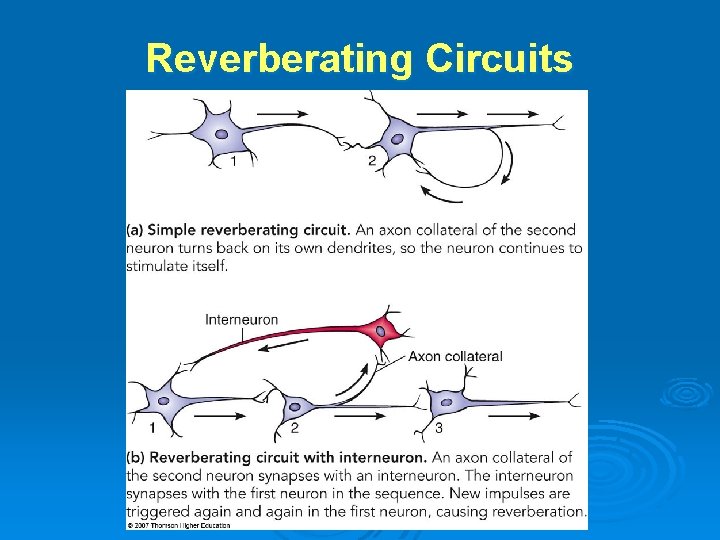 Reverberating Circuits 