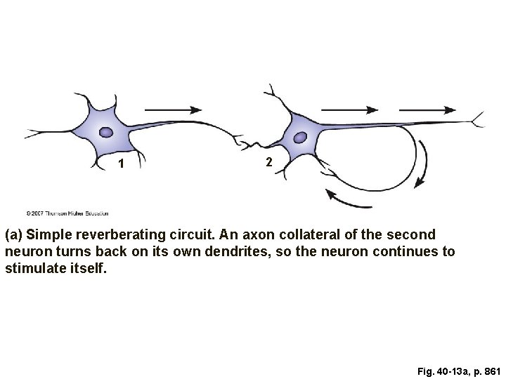 1 2 (a) Simple reverberating circuit. An axon collateral of the second neuron turns