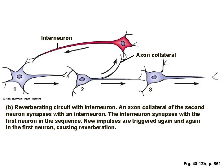 Interneuron Axon collateral 1 2 3 (b) Reverberating circuit with interneuron. An axon collateral