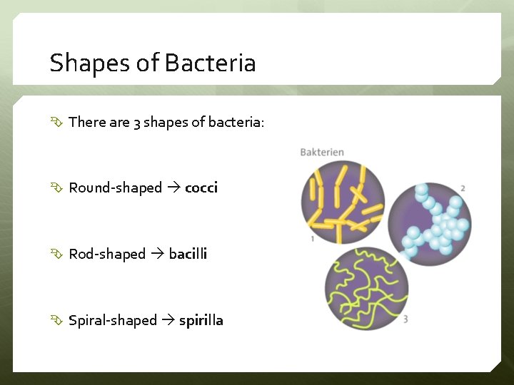 Shapes of Bacteria There are 3 shapes of bacteria: Round-shaped cocci Rod-shaped bacilli Spiral-shaped