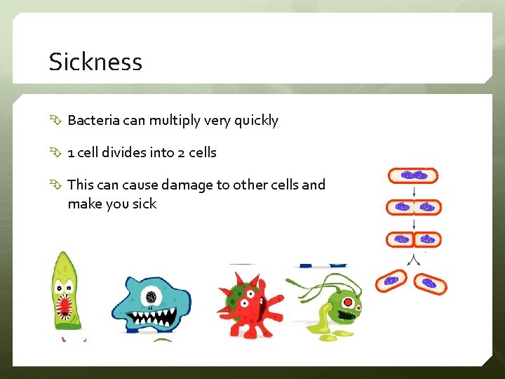 Sickness Bacteria can multiply very quickly 1 cell divides into 2 cells This can