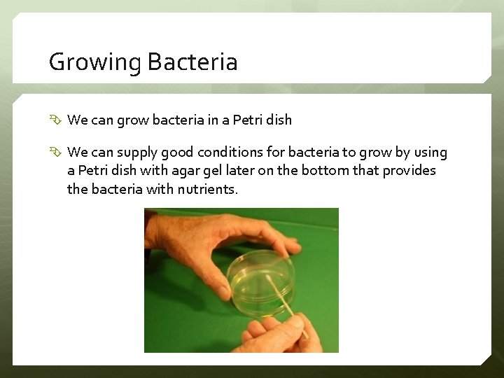 Growing Bacteria We can grow bacteria in a Petri dish We can supply good