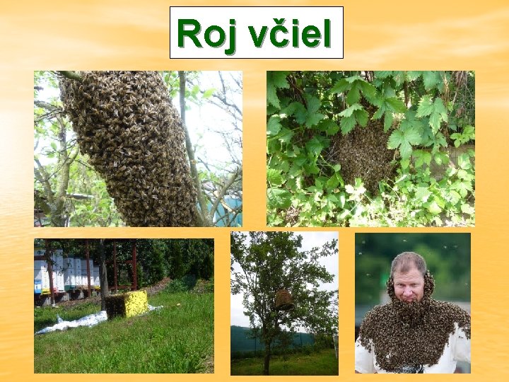 Roj včiel 