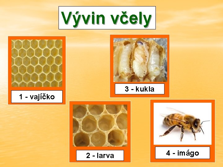 Vývin včely 3 - kukla 1 - vajíčko 2 - larva 4 - imágo