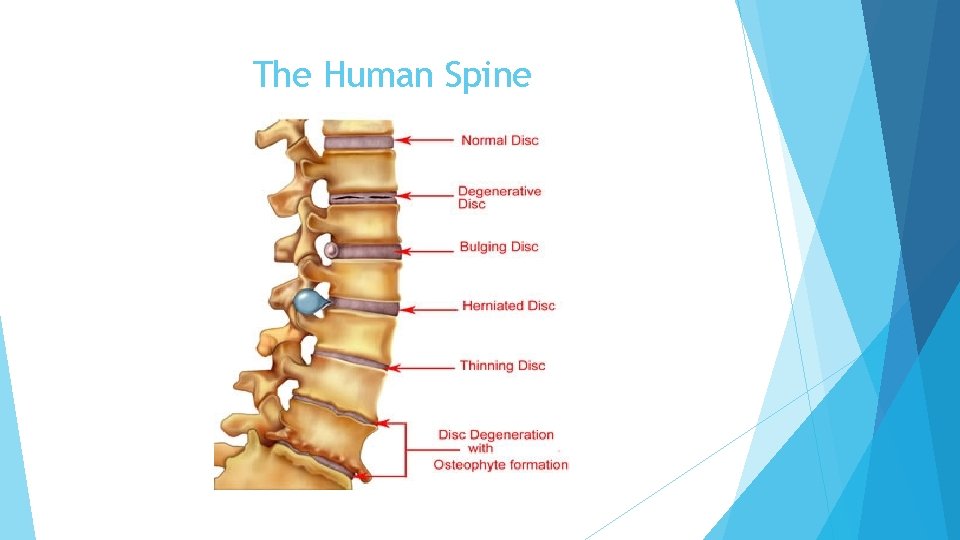 The Human Spine 