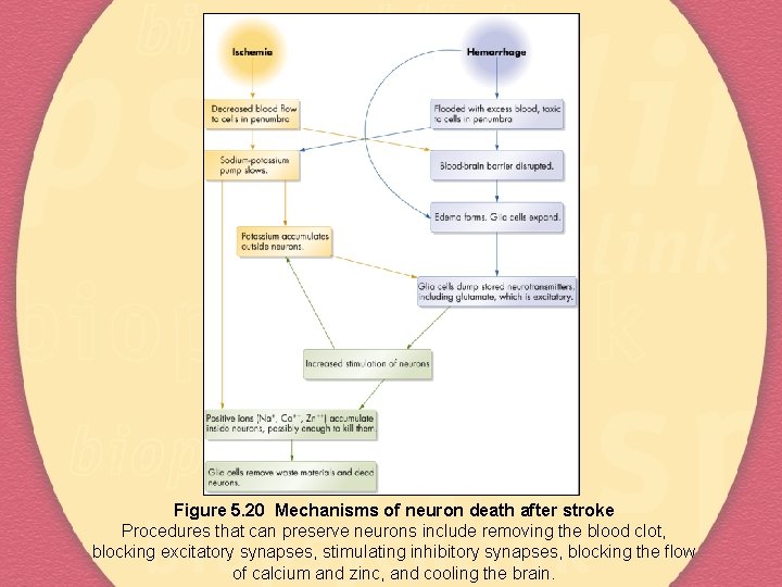 Figure 5. 20 Mechanisms of neuron death after stroke Procedures that can preserve neurons