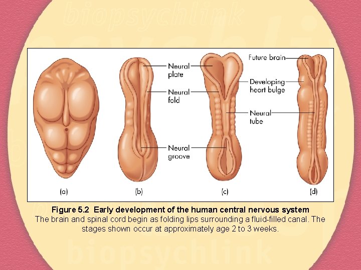 Figure 5. 2 Early development of the human central nervous system The brain and