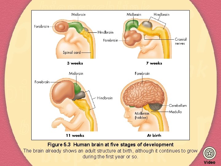 Figure 5. 3 Human brain at five stages of development The brain already shows