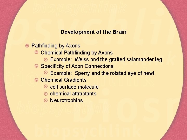 Development of the Brain Pathfinding by Axons Chemical Pathfinding by Axons Example: Weiss and