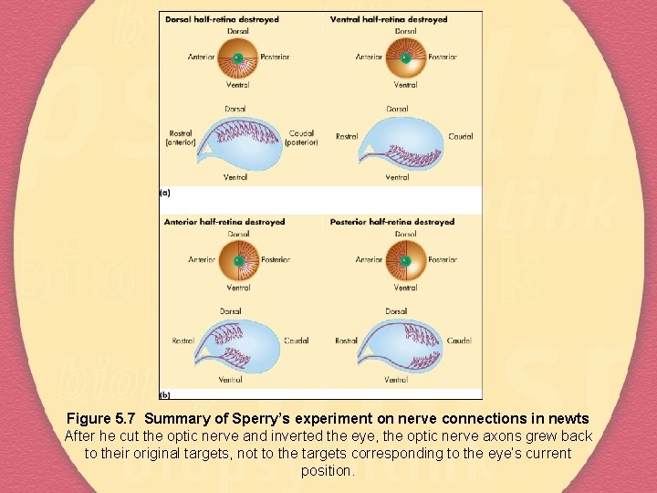 Figure 5. 7 Summary of Sperry’s experiment on nerve connections in newts After he