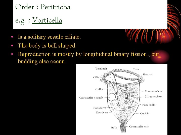 Order : Peritricha e. g. : Vorticella • Is a solitary sessile ciliate. •