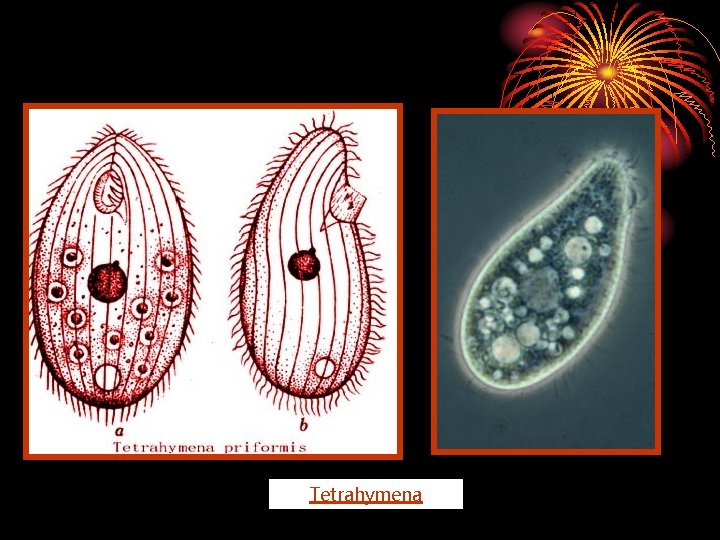 Tetrahymena 