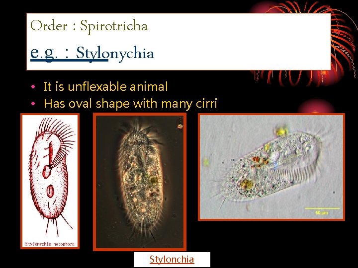 Order : Spirotricha e. g. : Stylonychia • It is unflexable animal • Has