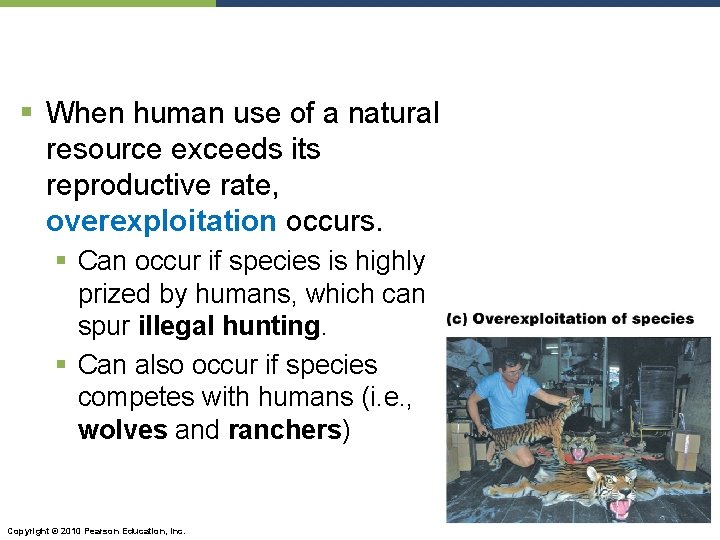 § When human use of a natural resource exceeds its reproductive rate, overexploitation occurs.