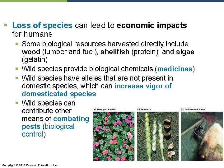 § Loss of species can lead to economic impacts for humans § Some biological