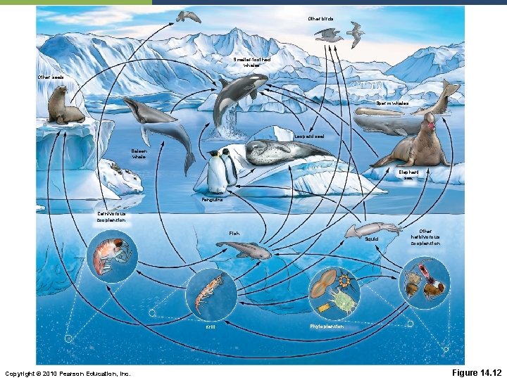 Other birds Smaller-toothed whales Other seals Sperm whales Leopard seal Baleen whale Elephant sea;