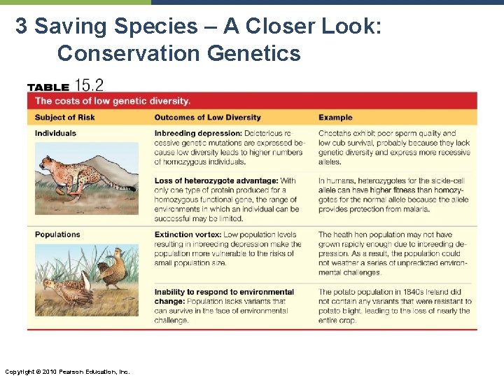 3 Saving Species – A Closer Look: Conservation Genetics Copyright © 2010 Pearson Education,