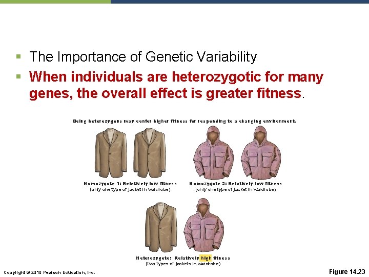 § The Importance of Genetic Variability § When individuals are heterozygotic for many genes,