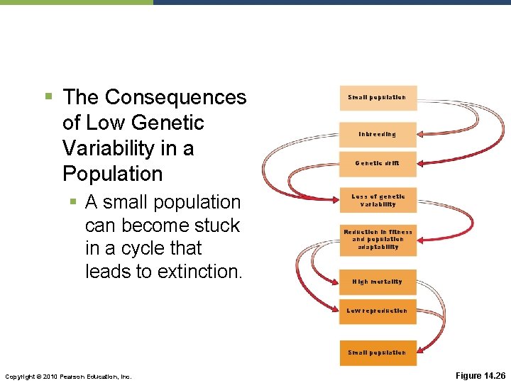 § The Consequences of Low Genetic Variability in a Population § A small population